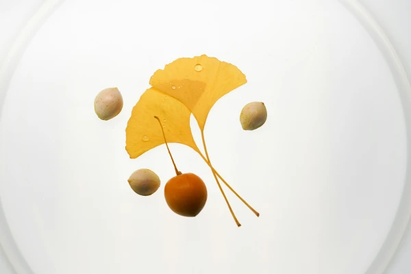 가을 보약이라는 은행열매 정말 몸에 좋을까, 효능 부작용 주의사항 2 yesa 13